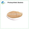 Feed Additive Photosynthetic Bacteria Fournisseur